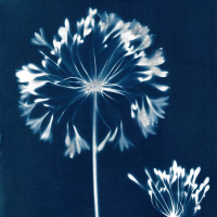 Cyanotype Printmaking
