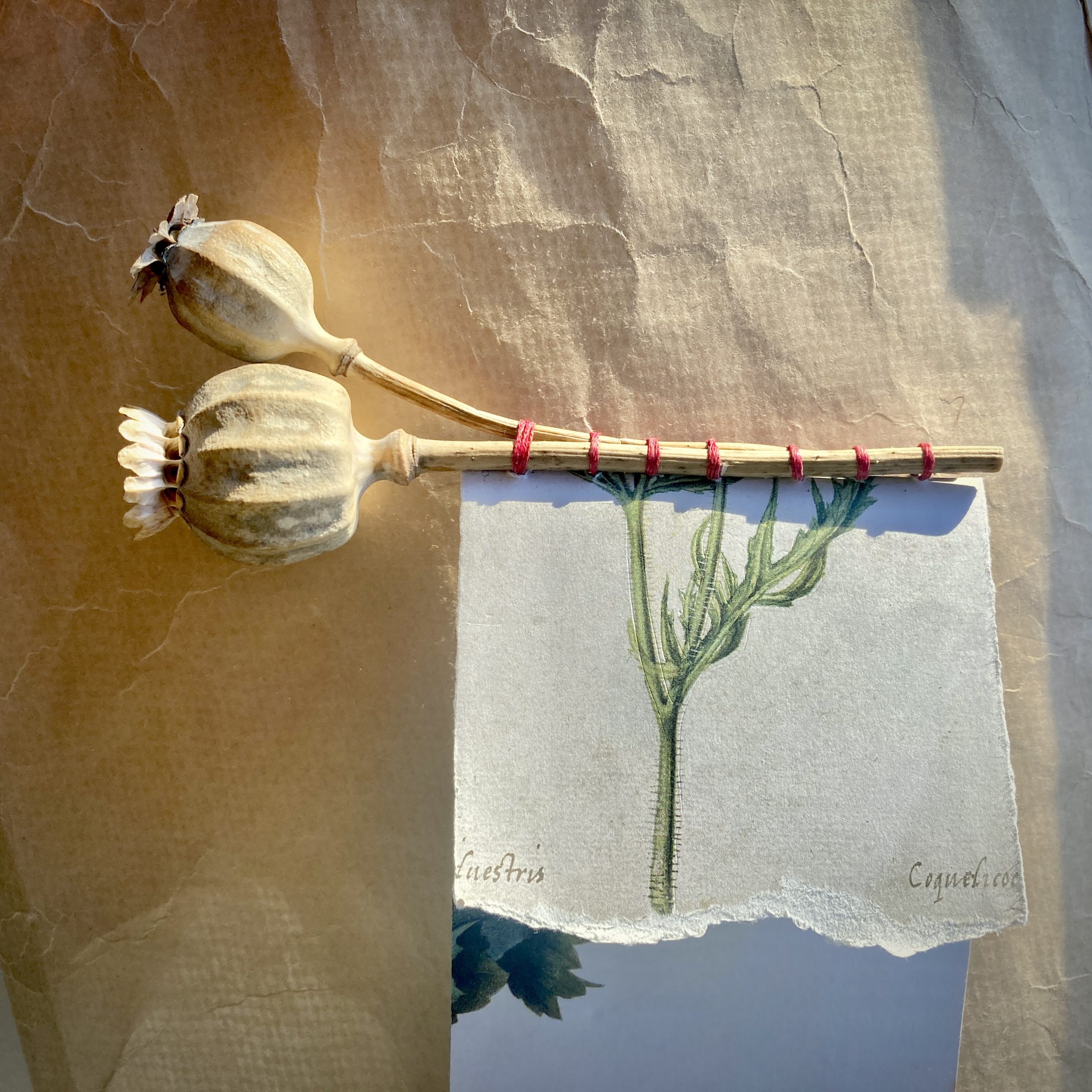 Botanical Bookbinding Extravaganza - Image 2