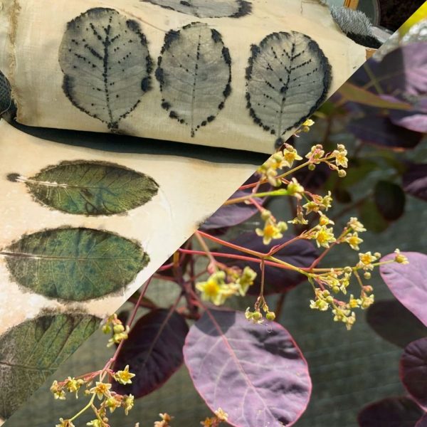 Botanical Printmaking