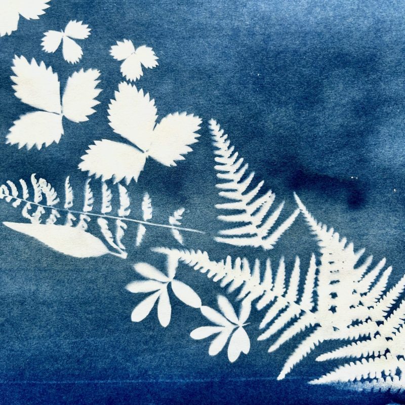 Cyanotype Printing